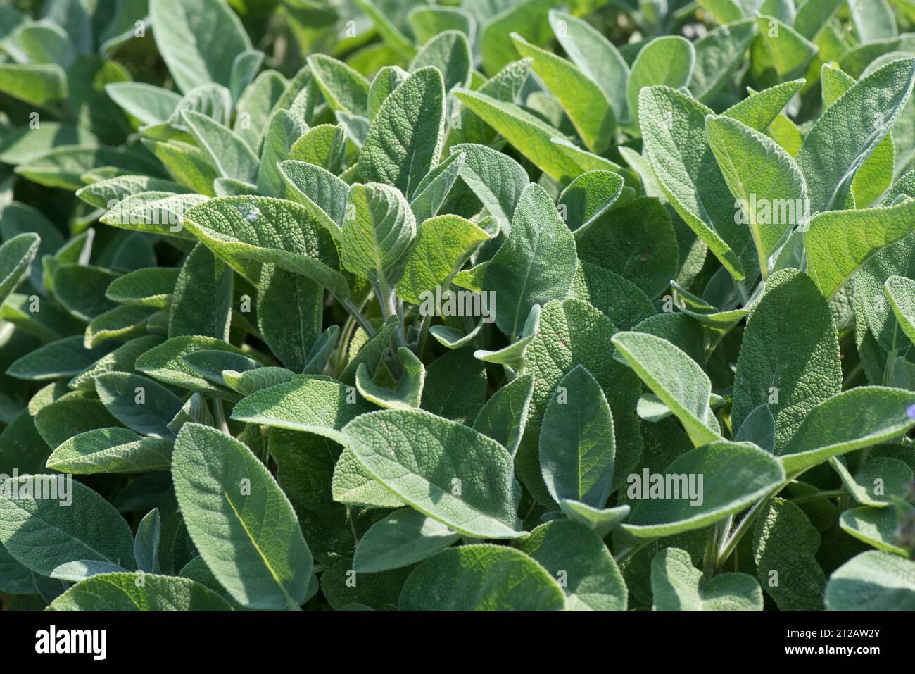 Sage or common sage (Salvia officinalis) pale green glaucous, greyish leaves of culinary herb, woody stems, Berkshire, May Stock Photo