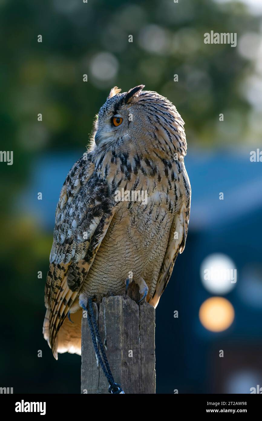Eurasian Eagle-Owl perched in bright sunshine Stock Photo