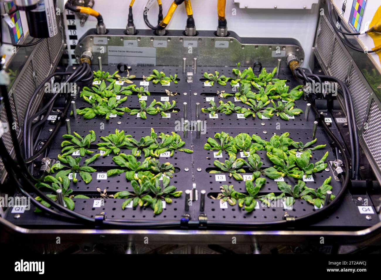 . iss069e055081 (Aug. 8, 2023) --- Thale cress plants, similar to cabbage and mustard, are pictured growing for the Plant Habitat-03 space botany experiment helping researchers learn how to grow food and sustain crews on future space missions. Stock Photo