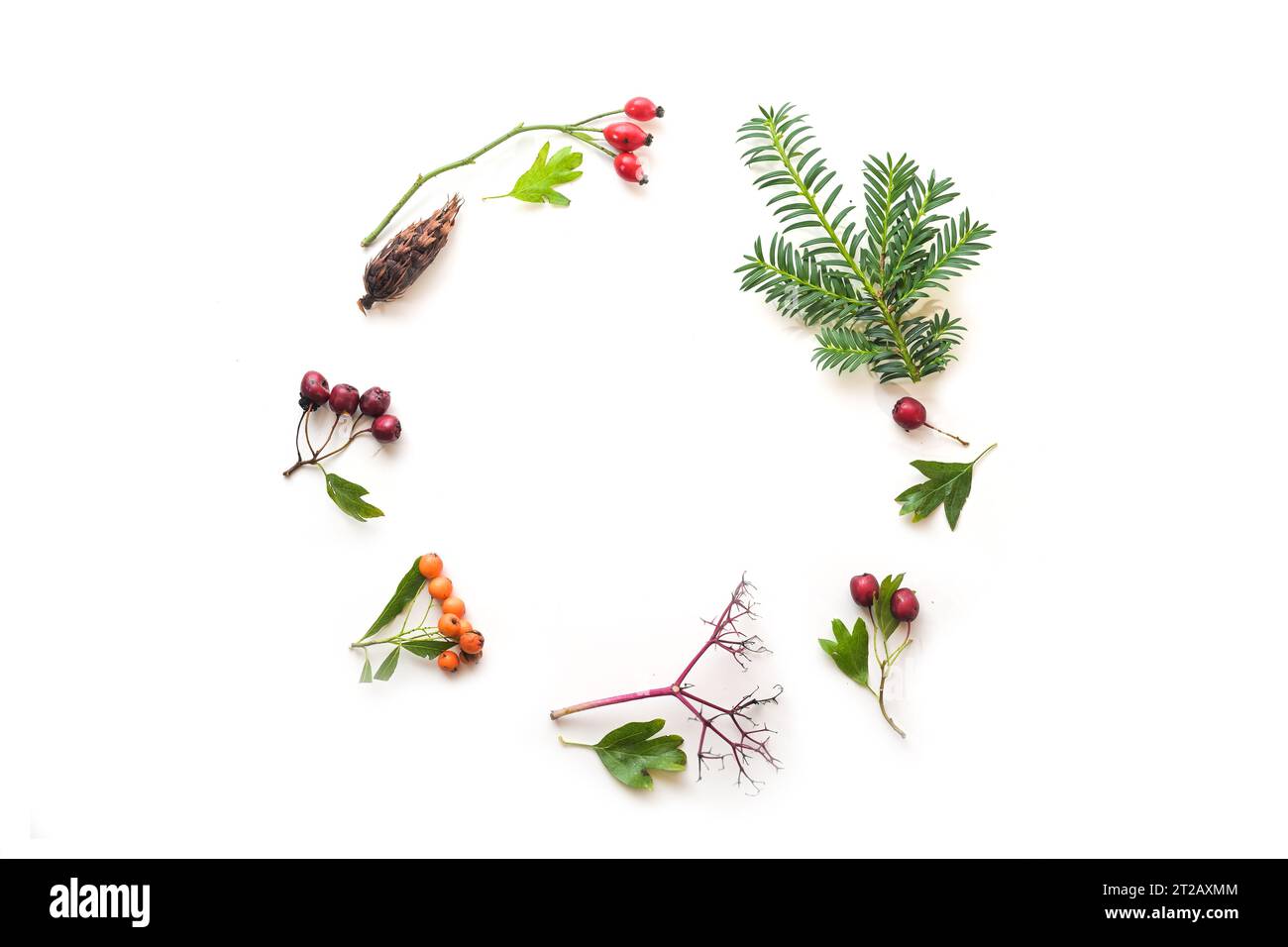 Round frame from natural findings with evergreen branches, leaves and fruits, flat lay for seasonal holidays like Thanksgiving and Christmas on a whit Stock Photo