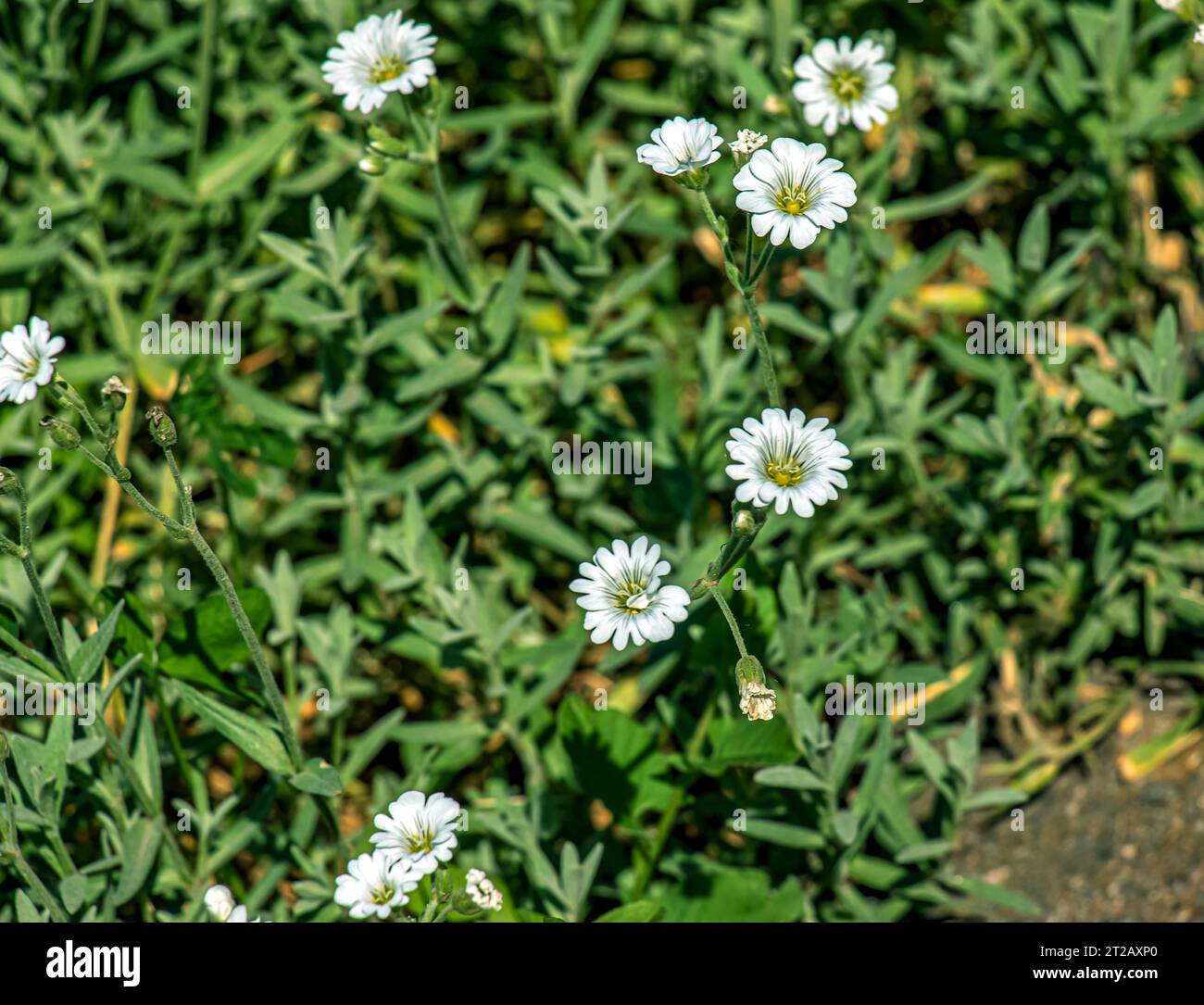 Field Mouse-ear flower Cerastium arvense L white blossoms in the forest in spring. Close up. Stock Photo