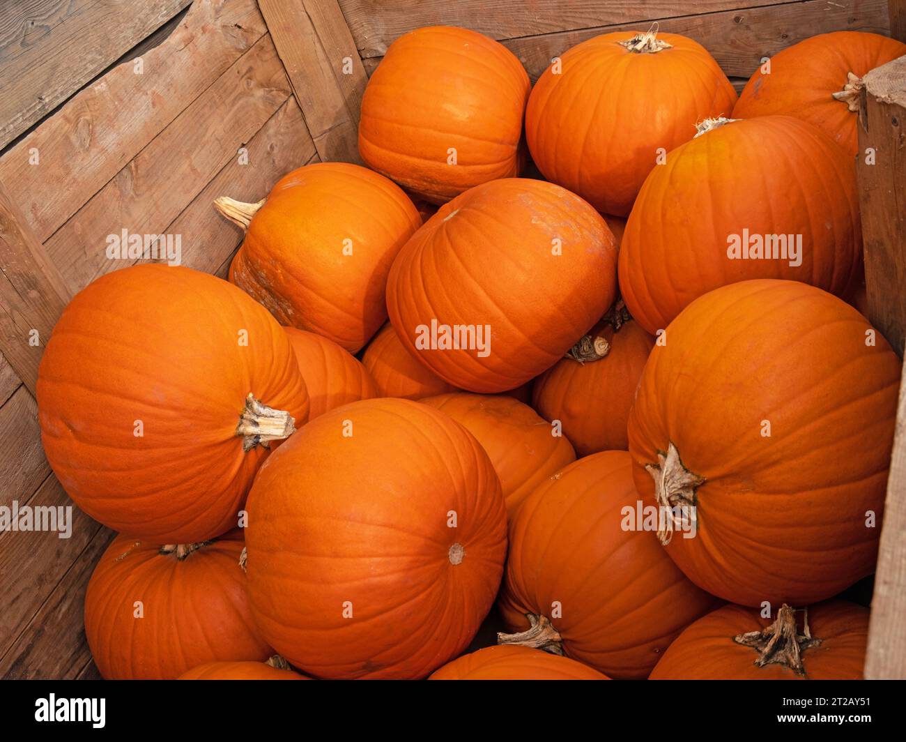 Pumpkin crop stored for sale on a Devon farm a few weeks prior to UK