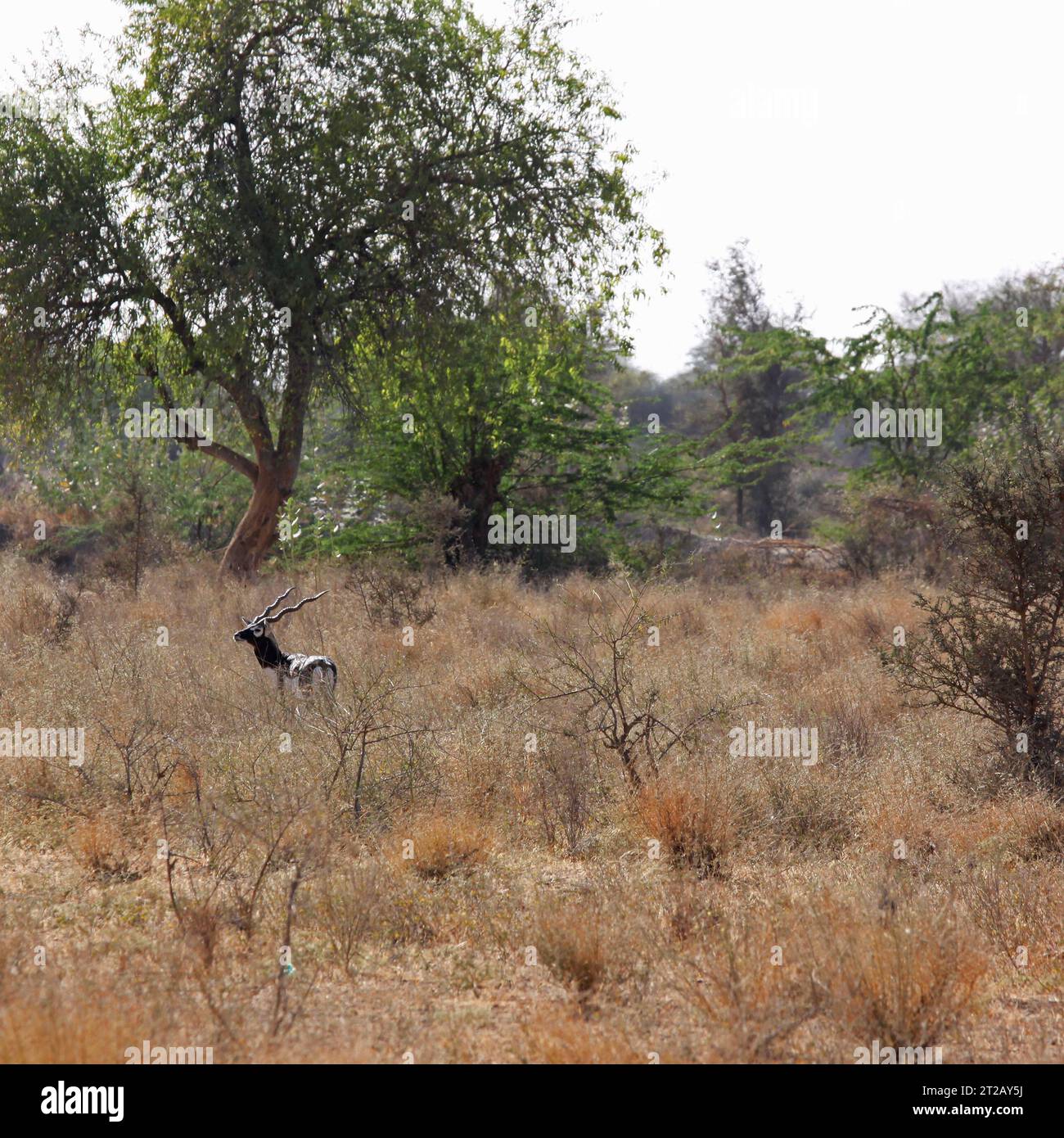 A male Blackbuck Antelope ( Antelope cervicapra ), native to India and ...