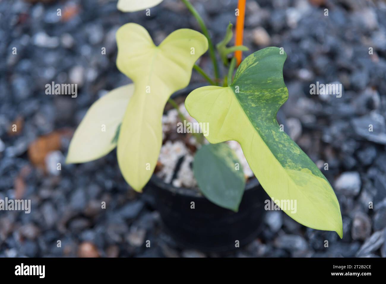 philodendron scandes Philodendron scandens Brasil - Sweetheart Plant | Hortology main image 1