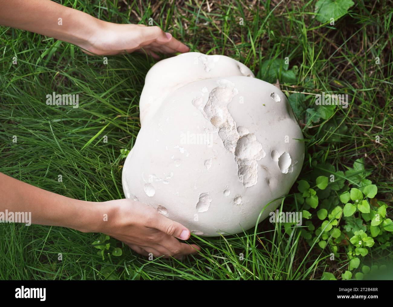 Nature Giant puffball mushroom in girl hands on a meadow. Huge edible and medicinal mushrooms. Harvesting concept. (Calvatia gigantea) Stock Photo