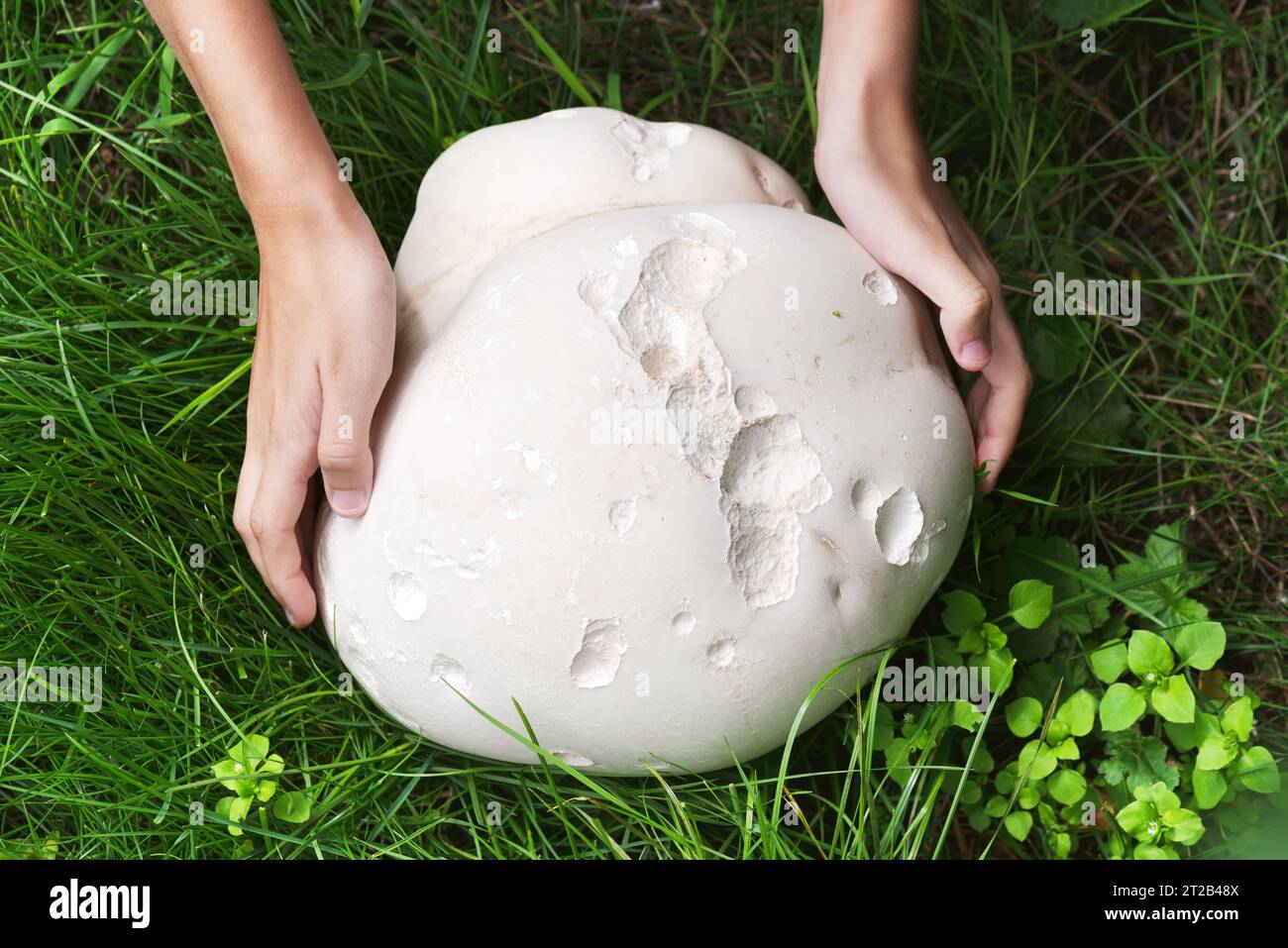 Child's hands touch a huge Giant puffball mushroom growing in the meadow. Edible and medicinal mushrooms. Harvesting concept. (Calvatia gigantea) Stock Photo