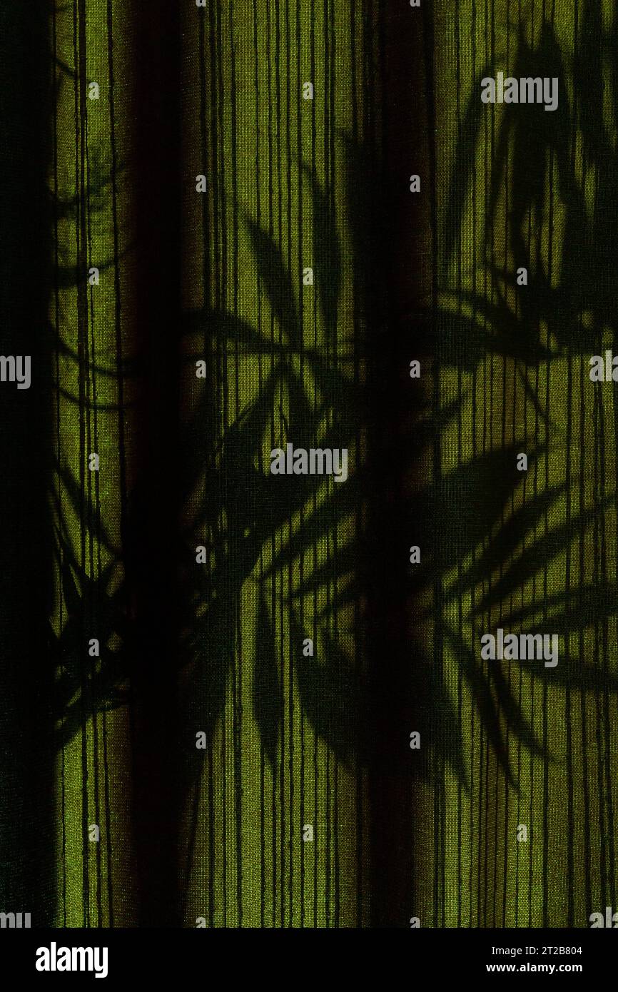 Palm tree shadows on drapes during golden hours Stock Photo