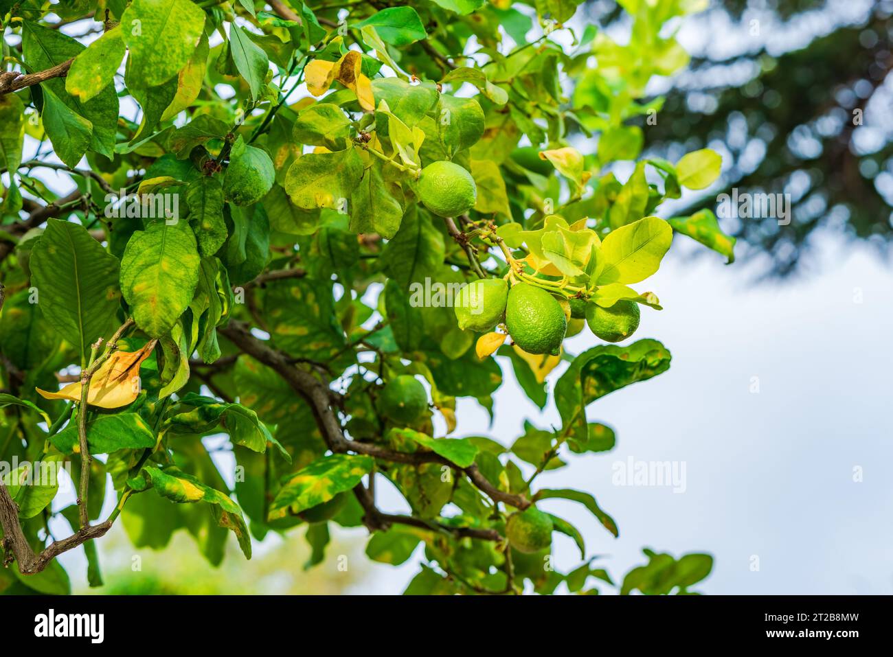 A green lime fruits on a tree branch - selective focus Stock Photo