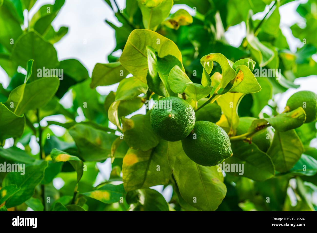 A green lime fruits on a tree branch - selective focus Stock Photo