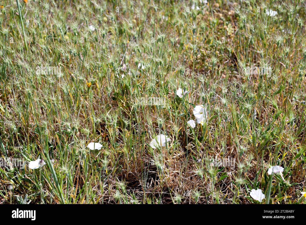Ovate goatgrass (Aegilops geniculata) is an annual herb native to Mediterranean region.This photo was taken in Imón, Guadalajara, Castilla-La Mancha, Stock Photo