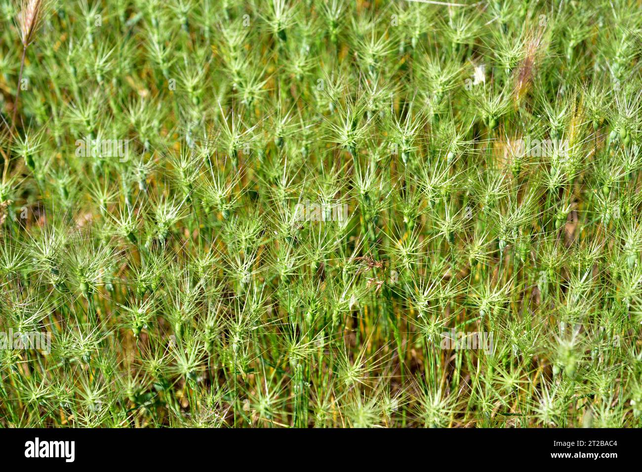 Ovate goatgrass (Aegilops geniculata) is an annual herb native to Mediterranean region.This photo was taken in Adahuesca, Huesca, Aragon, Spain. Stock Photo