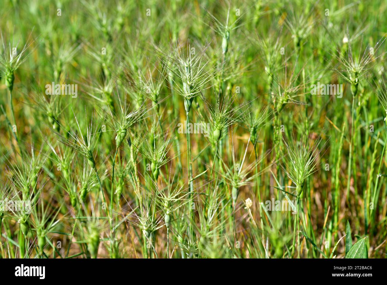 Ovate goatgrass (Aegilops geniculata) is an annual herb native to Mediterranean region.This photo was taken in Adahuesca, Huesca, Aragon, Spain. Stock Photo