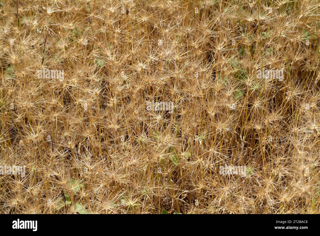 Ovate goatgrass (Aegilops geniculata) is an annual herb native to Mediterranean region. Stock Photo