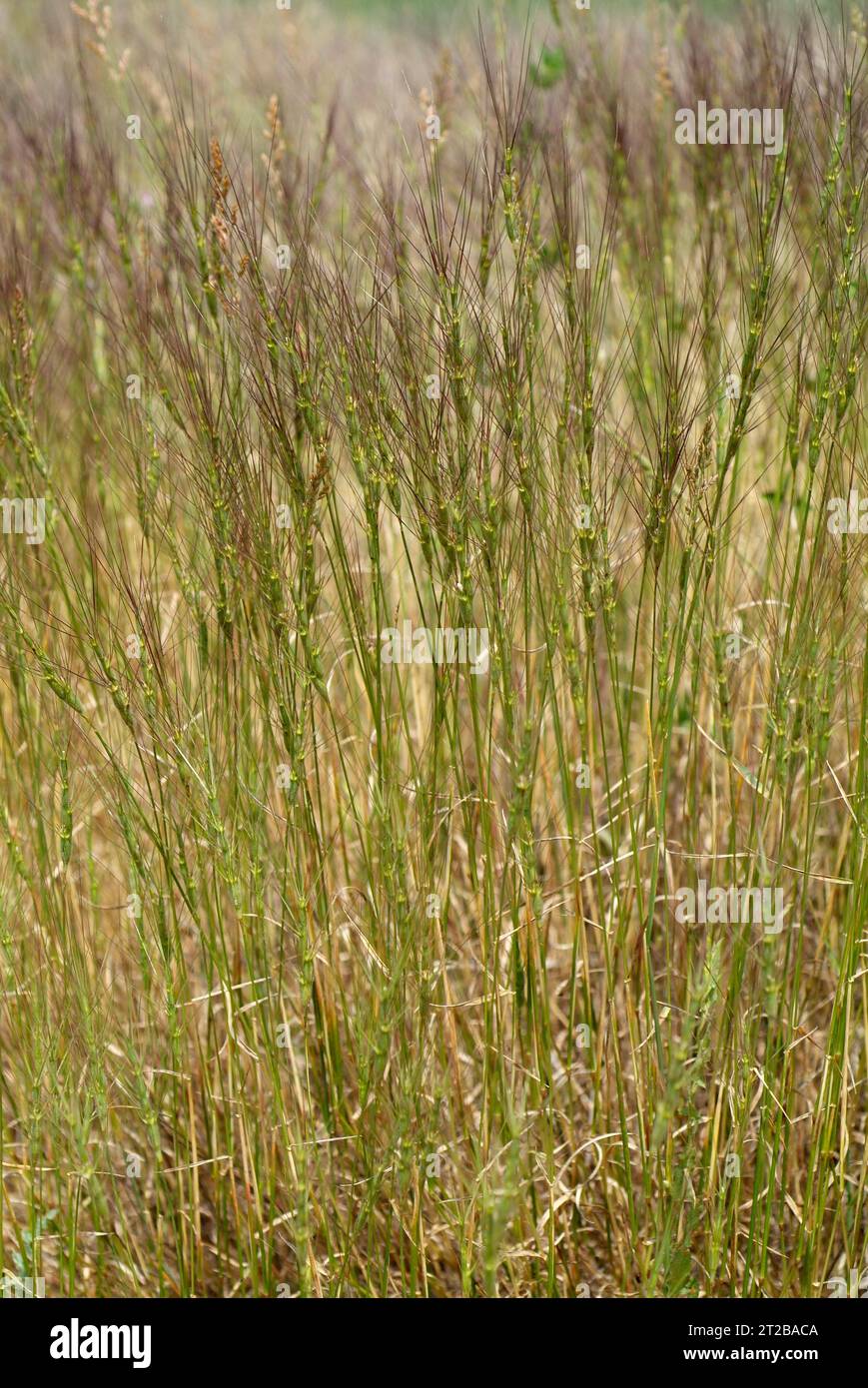Barbed goatgrass (Aegilops triuncialis) is an annual herb native to Mediterranean region. Stock Photo