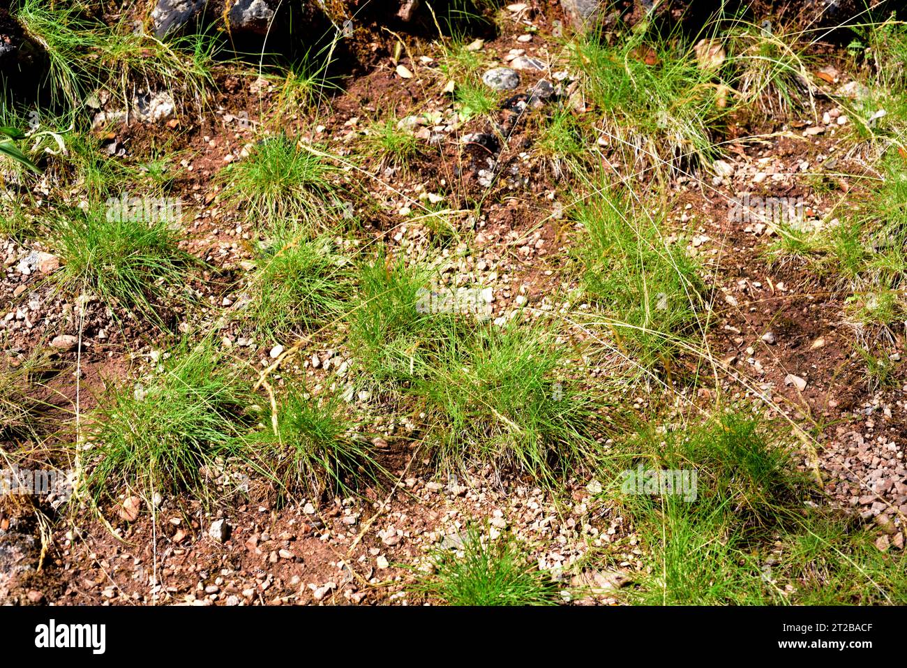 Agrostis schleicheri is a perennial herb native to Europe mountains: Alps, Pyrenees, Cantabrian Mountains, Betic Mountains and north west Africa mount Stock Photo