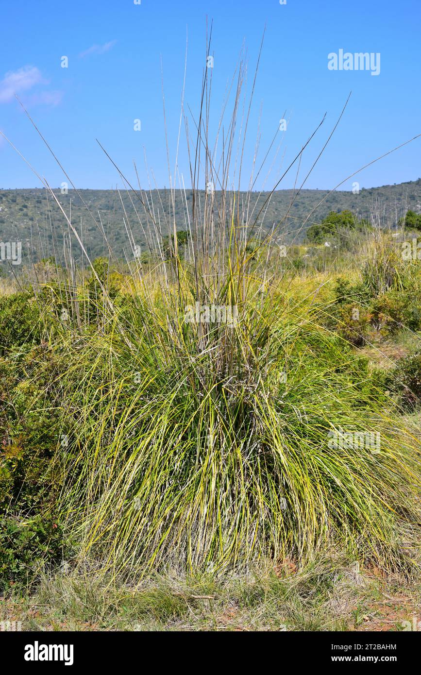 Ampelodesma mauritanica hi-res stock photography and images - Alamy