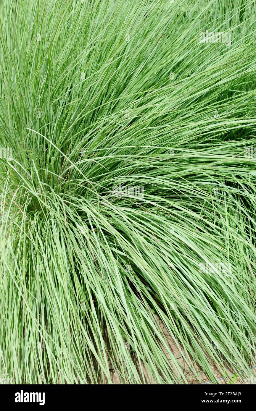 Big bluestem (Andropogon gerardii) is a perennial herb native to eastern and central USA. Stock Photo