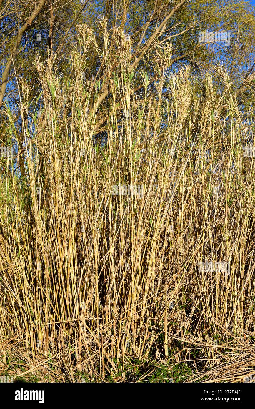 Giant cane (Arundo donax) is a perennial plant native to Asia and naturalized in Mediterranean region and north America. This photo was taken in El Se Stock Photo