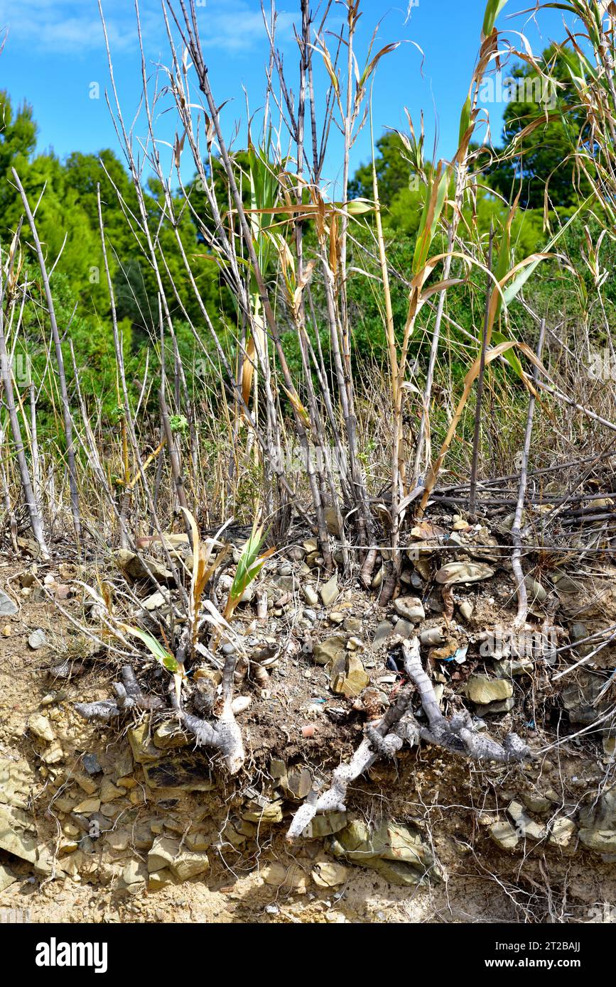 Giant cane (Arundo donax) is a perennial plant native to Asia and naturalized in Mediterranean region and north America. Rhizome and stems. This photo Stock Photo