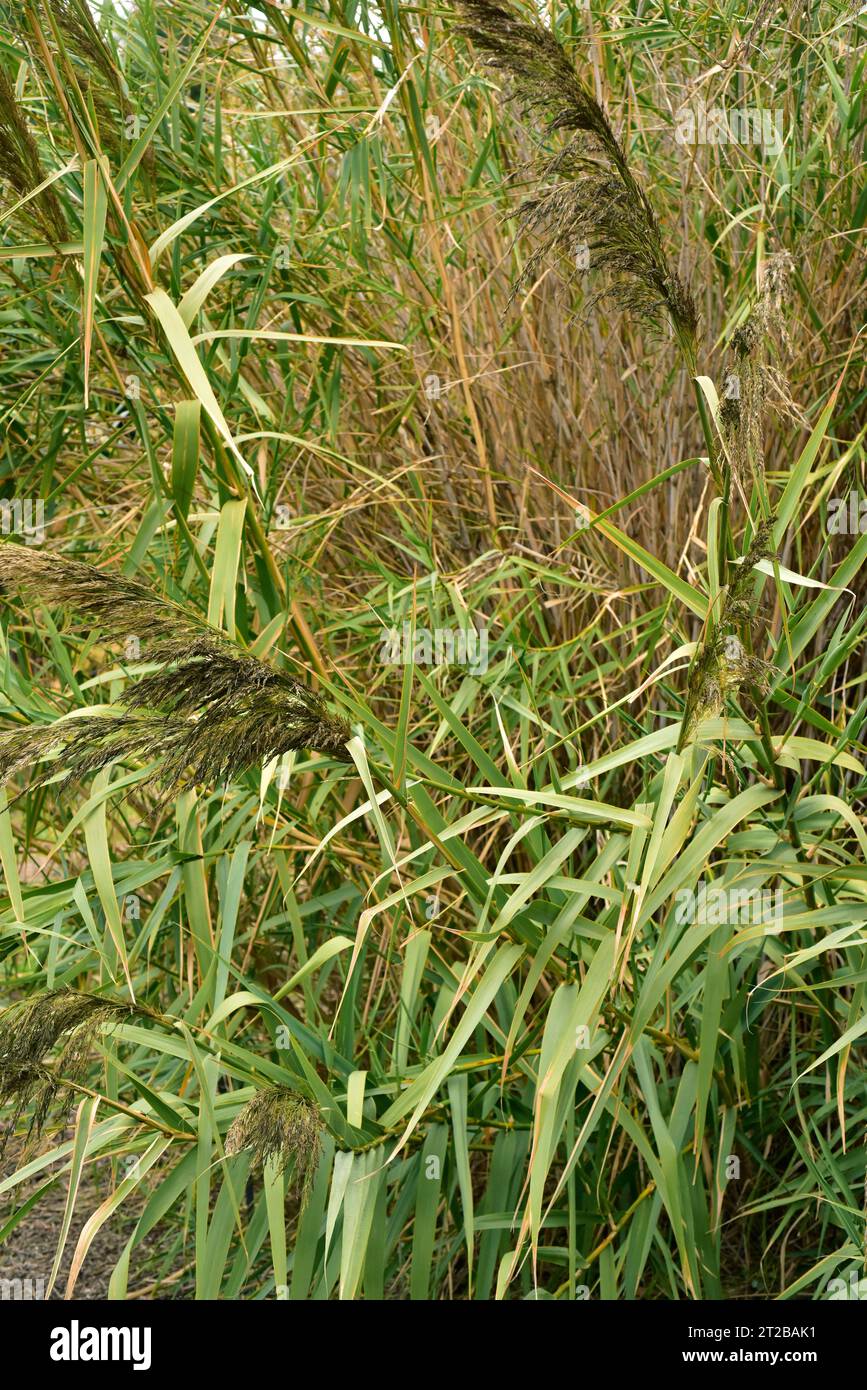 Caña borde (Arundo mediterranea or Arundo plinii or Arundo micrantha) is a perennial plant native to part of Mediterranean basin. Stock Photo