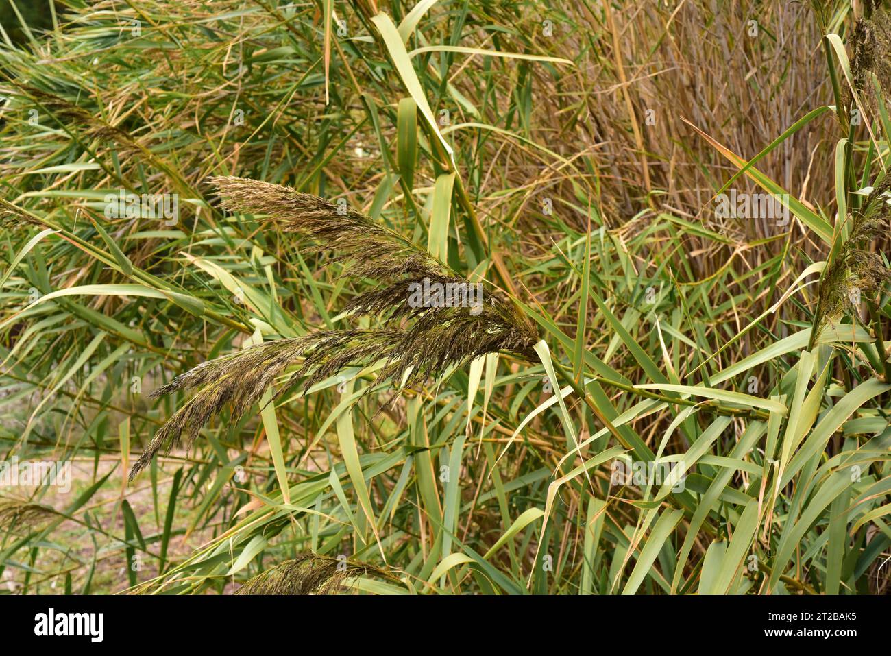 Caña borde (Arundo mediterranea or Arundo plinii or Arundo micrantha) is a perennial plant native to part of Mediterranean basin. Stock Photo