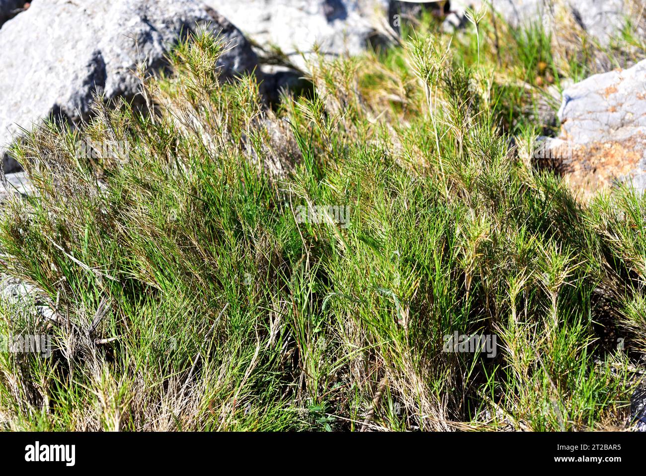 Fenazo or lastón (Brachypodium retusum) is a perennial medicinal herb native to Mediterranean basin. This photo was taken in Garraf Natural Park, Barc Stock Photo