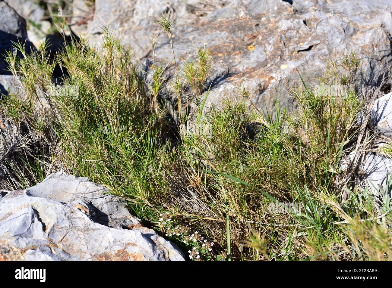 Fenazo or lastón (Brachypodium retusum) is a perennial medicinal herb native to Mediterranean basin. This photo was taken in Garraf Natural Park, Barc Stock Photo