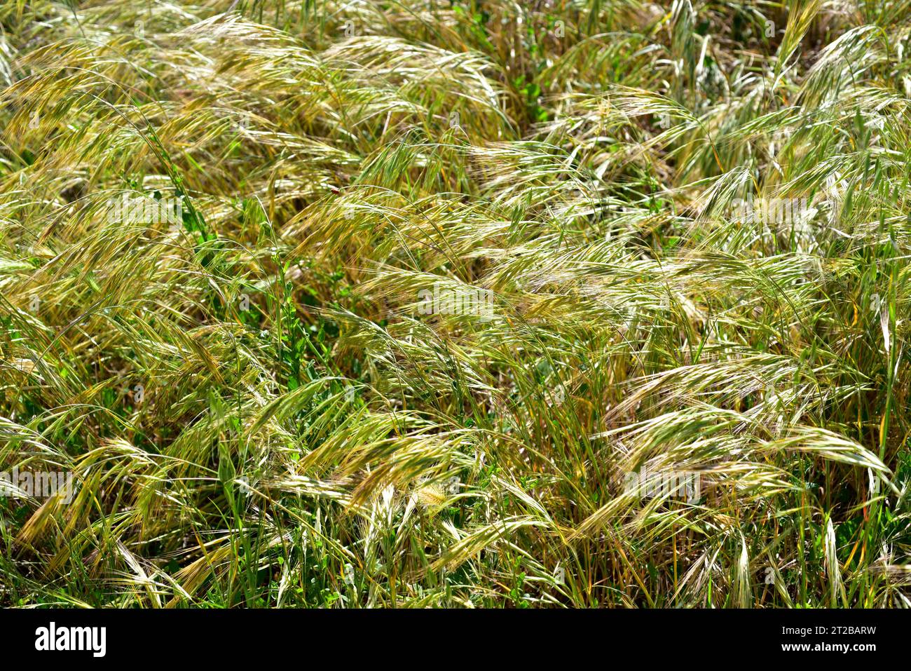 Great brome (Bromus diandrus) is an annual herb native to Mediterranean basin and naturalized in other temperate regions. This photo was taken in Adah Stock Photo