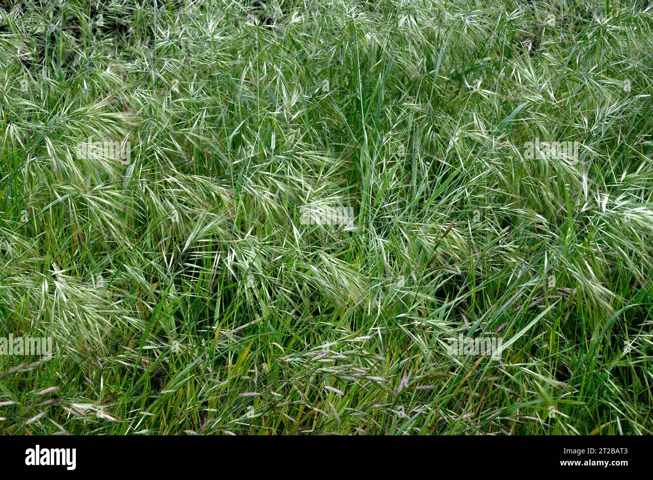 Great brome (Bromus diandrus) is an annual herb native to Mediterranean basin and naturalized in other temperate regions. This photo was taken in El S Stock Photo