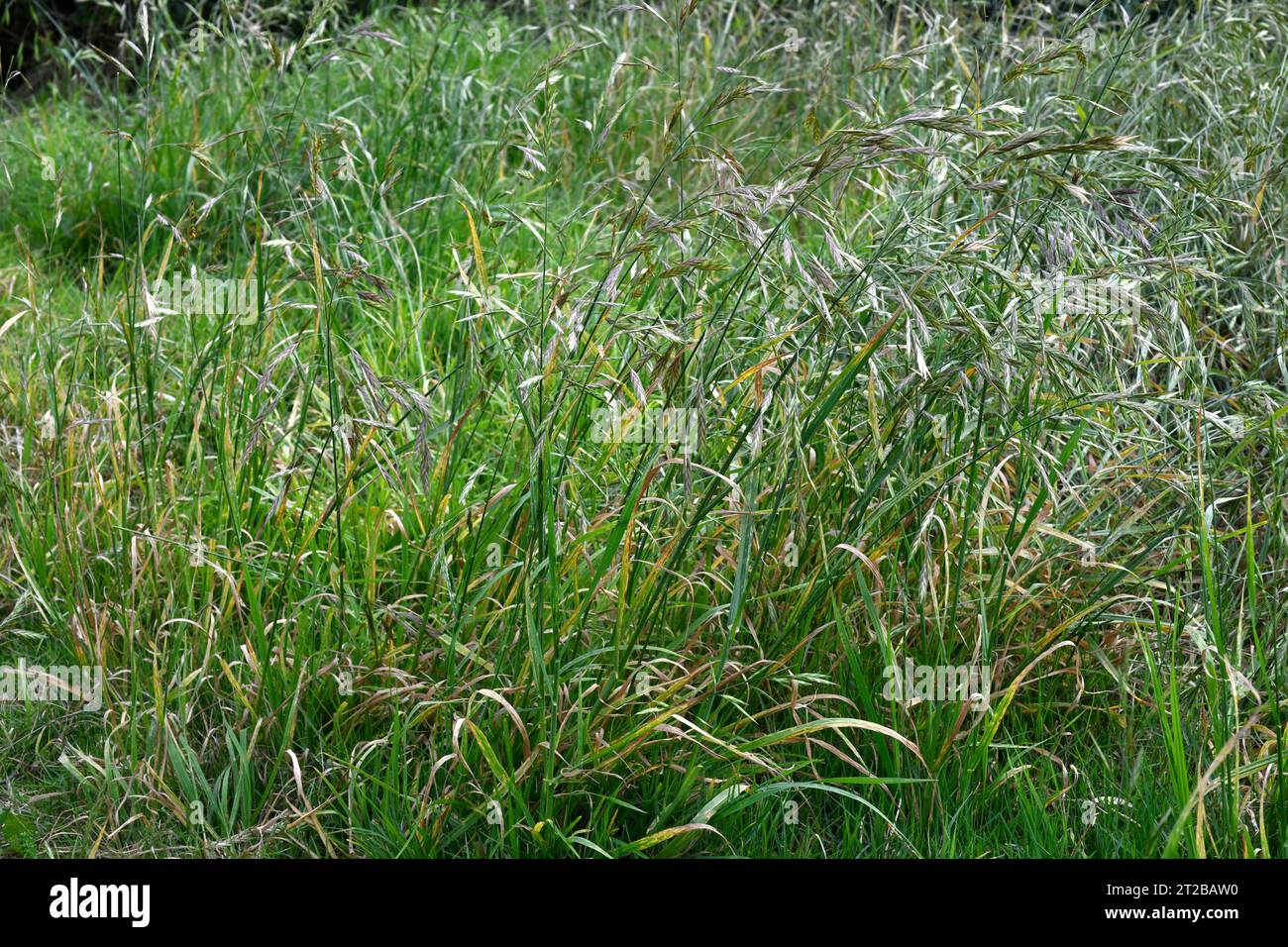 Soft brome (Bromus hordeaceus) is an annual or biennial herb native to Mediterraneum and naturalized in Europe, North and South America and Australia. Stock Photo