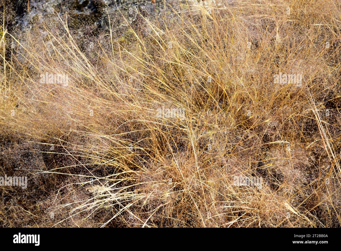 Wavy hair-grass (Deschampsia flexuosa or Avenella flexuosa) is a perennial herb native to Eurasia, Africa and Americas. This photo was taken in Arribe Stock Photo