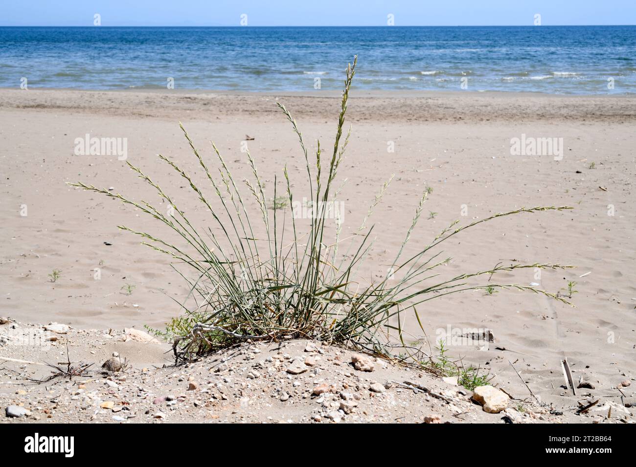 Sand couch-grass (Elymus farctus, Thinopyrum junceum or Agropyron junceum) is a perennial herb native to Eurasia coasts. This photo was taken in Delta Stock Photo