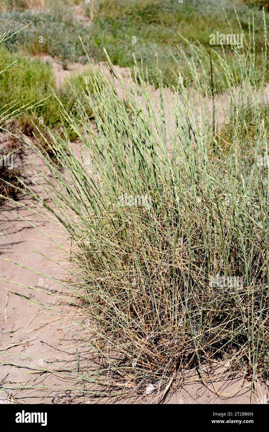 Sand couch-grass (Elymus farctus, Thinopyrum junceum or Agropyron junceum) is a perennial herb native to Eurasia coasts. This photo was taken in Delta Stock Photo