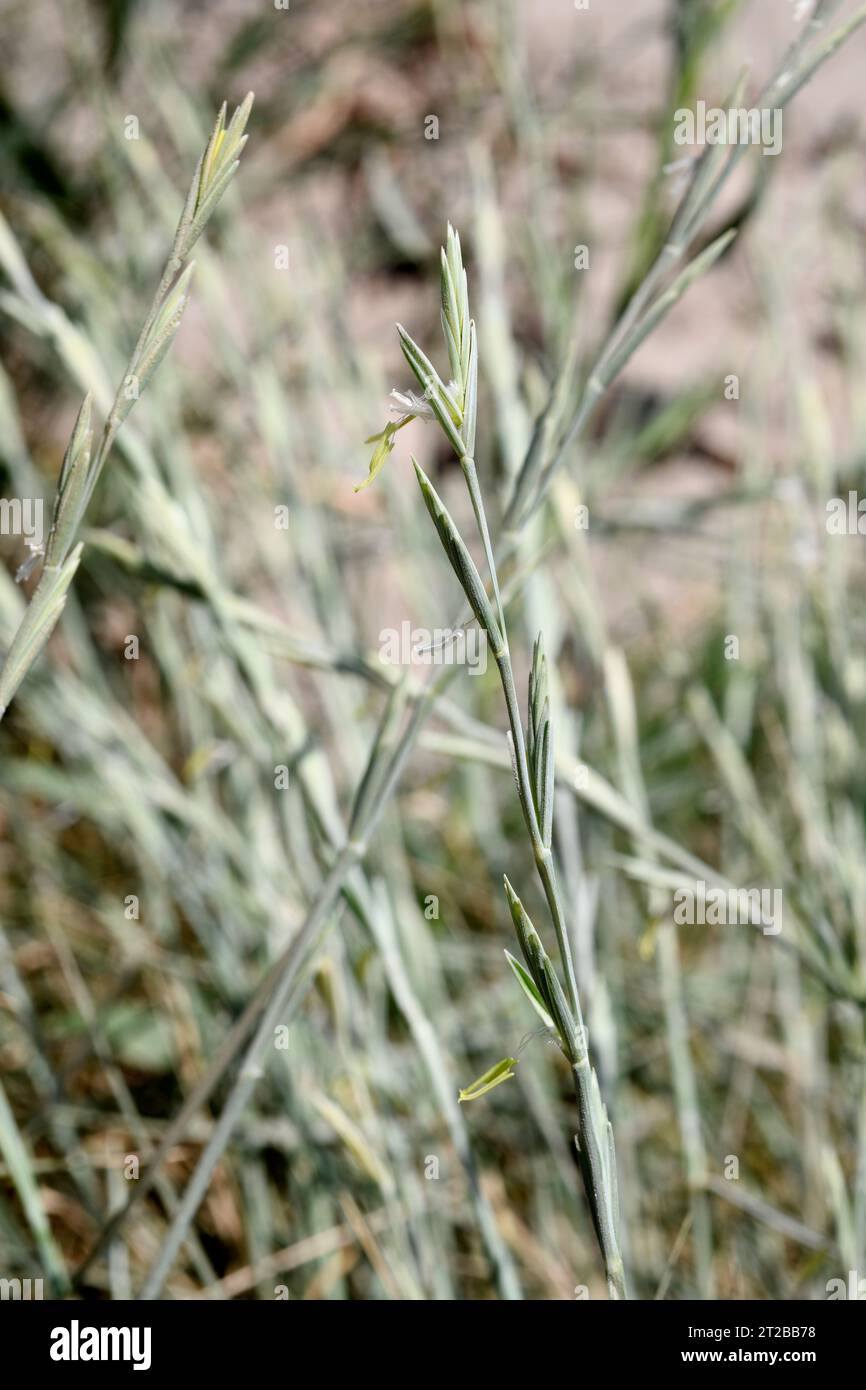 Sand couch-grass (Elymus farctus, Thinopyrum junceum or Agropyron junceum) is a perennial herb native to Eurasia coasts. Flowers detail. This photo wa Stock Photo