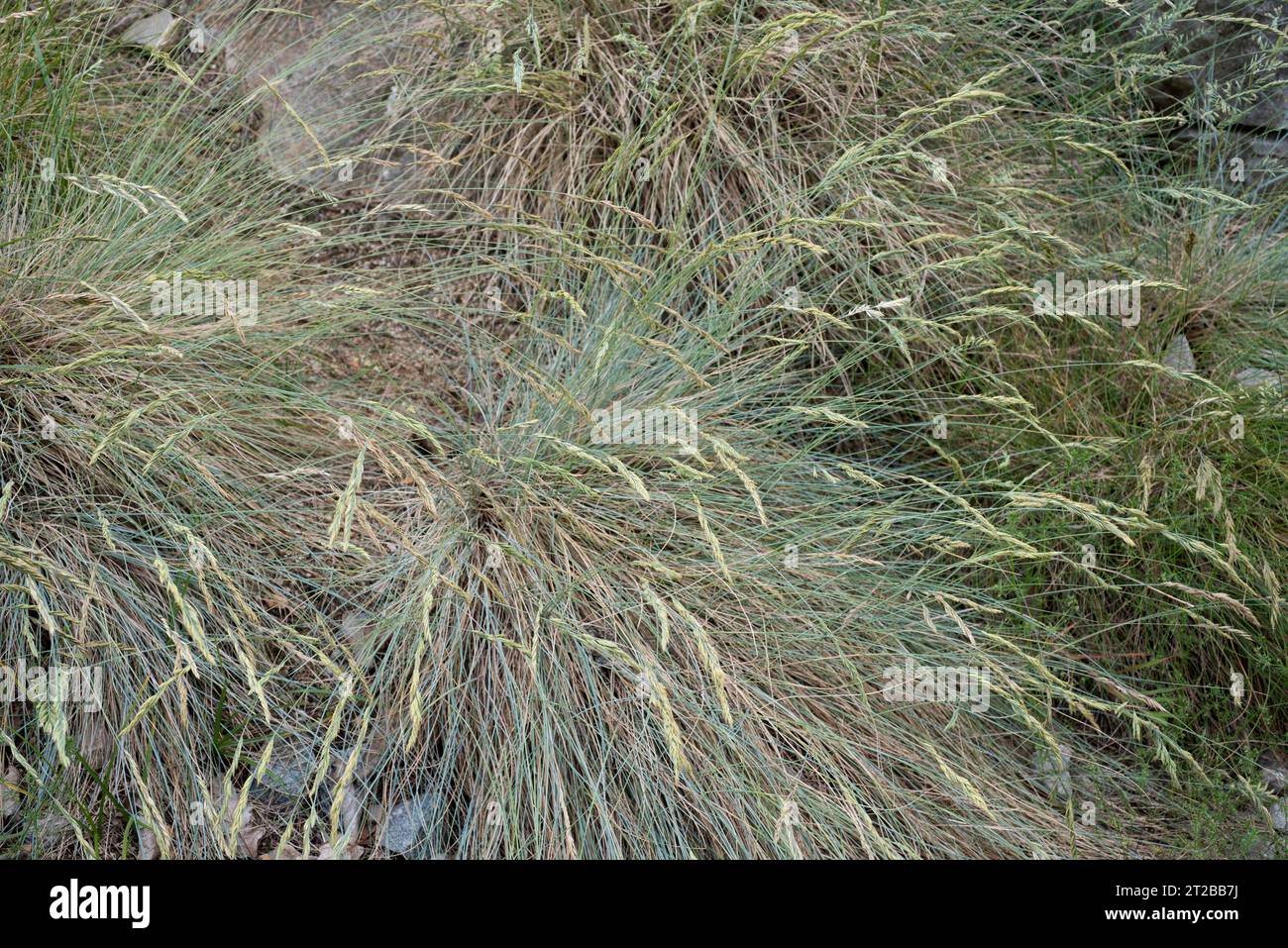 Blue fescue (Festuca glauca) is a perennial herb native to Europe. Flowering plant. Stock Photo