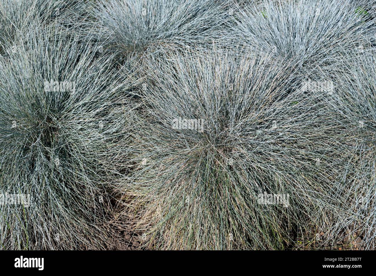 Blue fescue (Festuca glauca) is a perennial herb native to Europe. Stock Photo