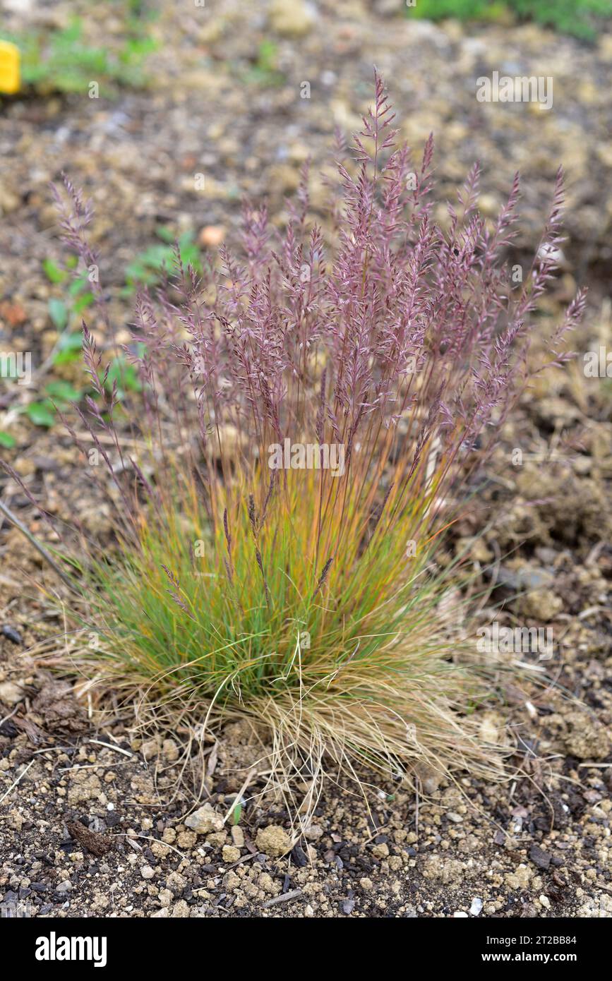 Volga fescue (Festuca valesiaca) is a perennial herb native to Eurasia. Flowering plant. Stock Photo