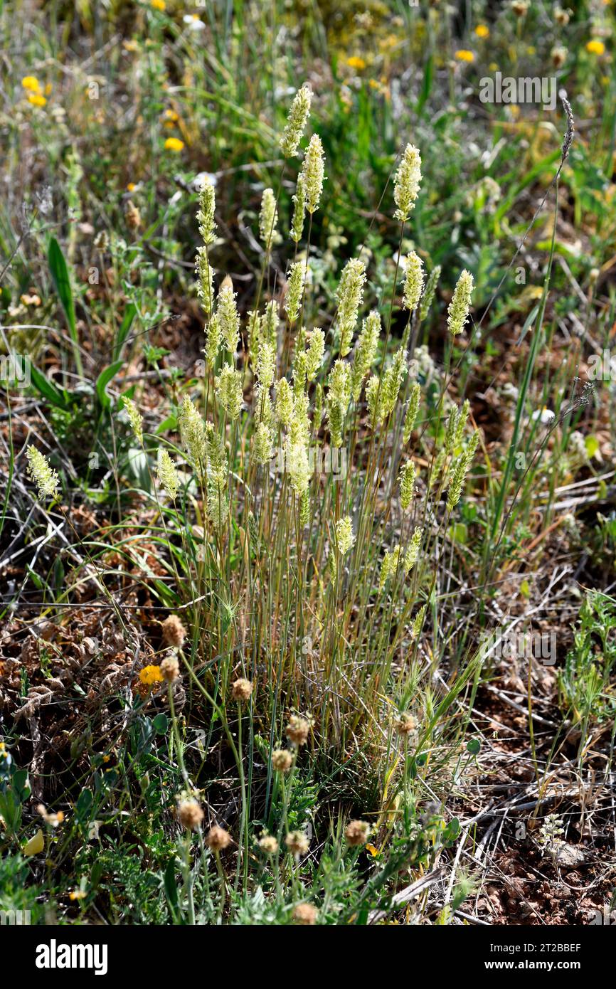 Somerset hair grass (Koeleria vallesiana) is a perennial herb native to Spain, southern France and northern Africa. This photo was taken in Imon, Guad Stock Photo