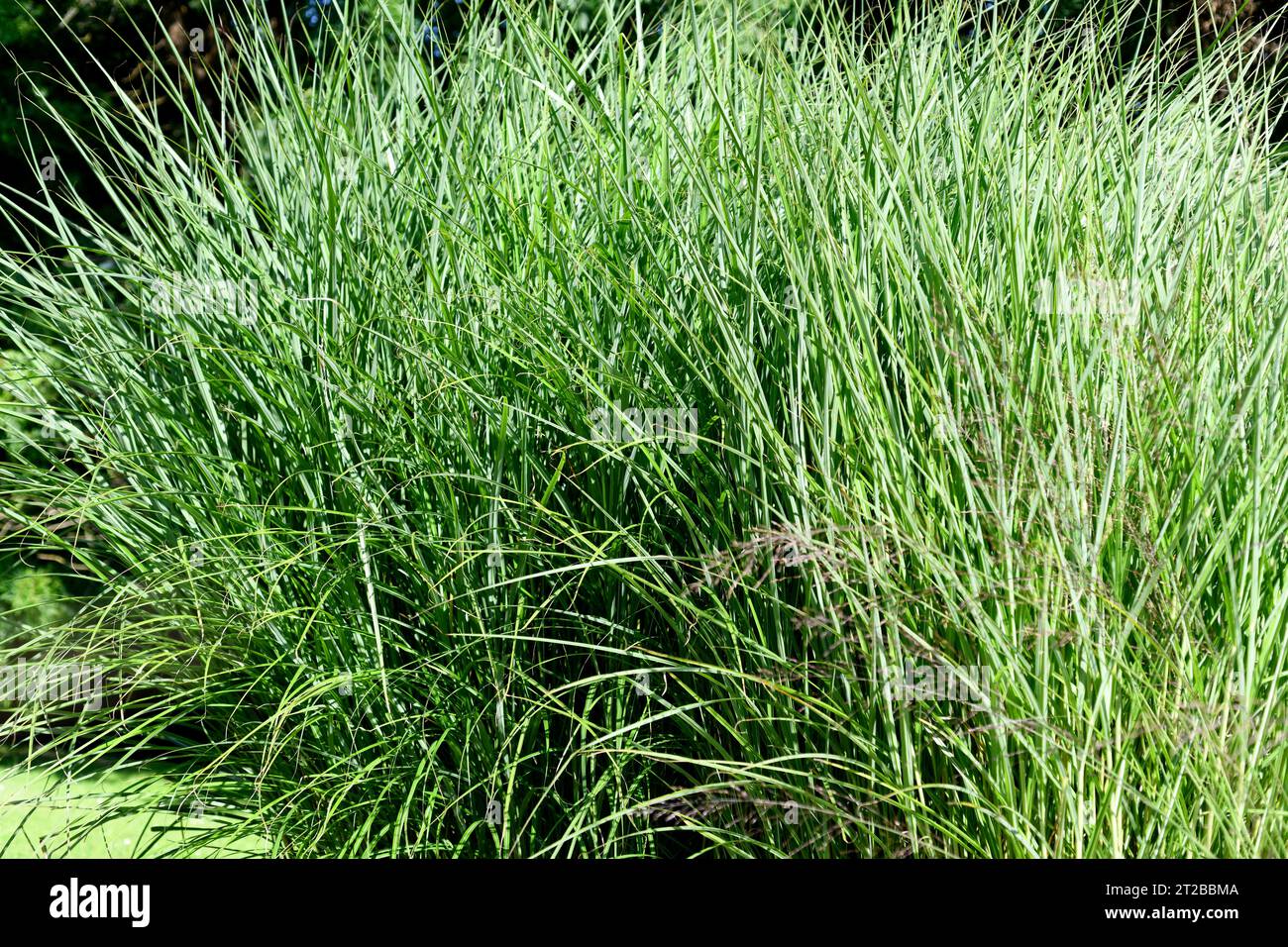 Purple moor-grass (Molinia caerulea) is a perennial herb native of Europe, north Africa and west Asia. This photo was taken in Asturias, Spain. Stock Photo