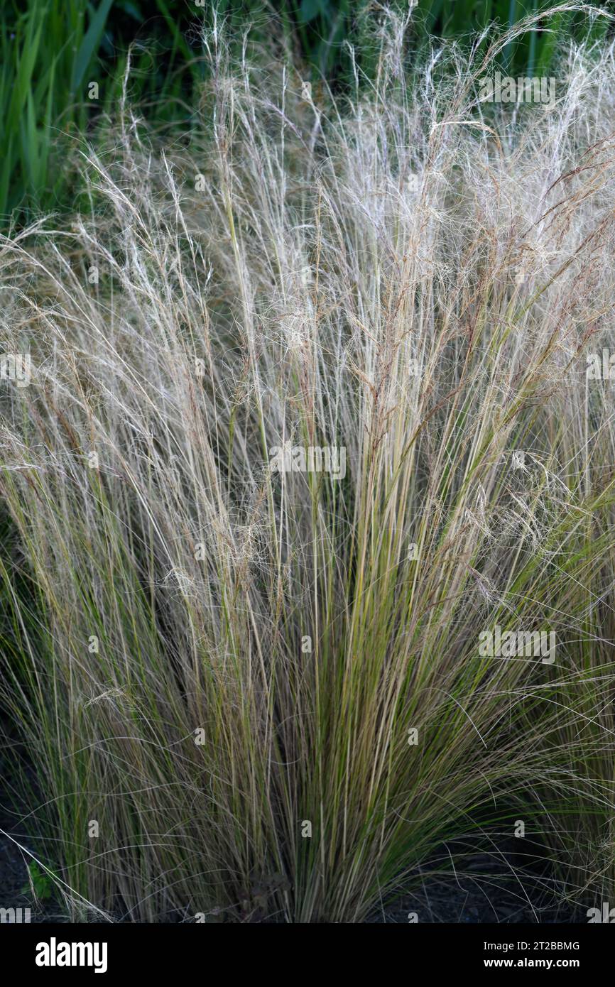Argentine needle-grass or Mexican feathergrass (Nassella tenuissima) is a perennial herb native of Argentine and naturalized in North America. Stock Photo