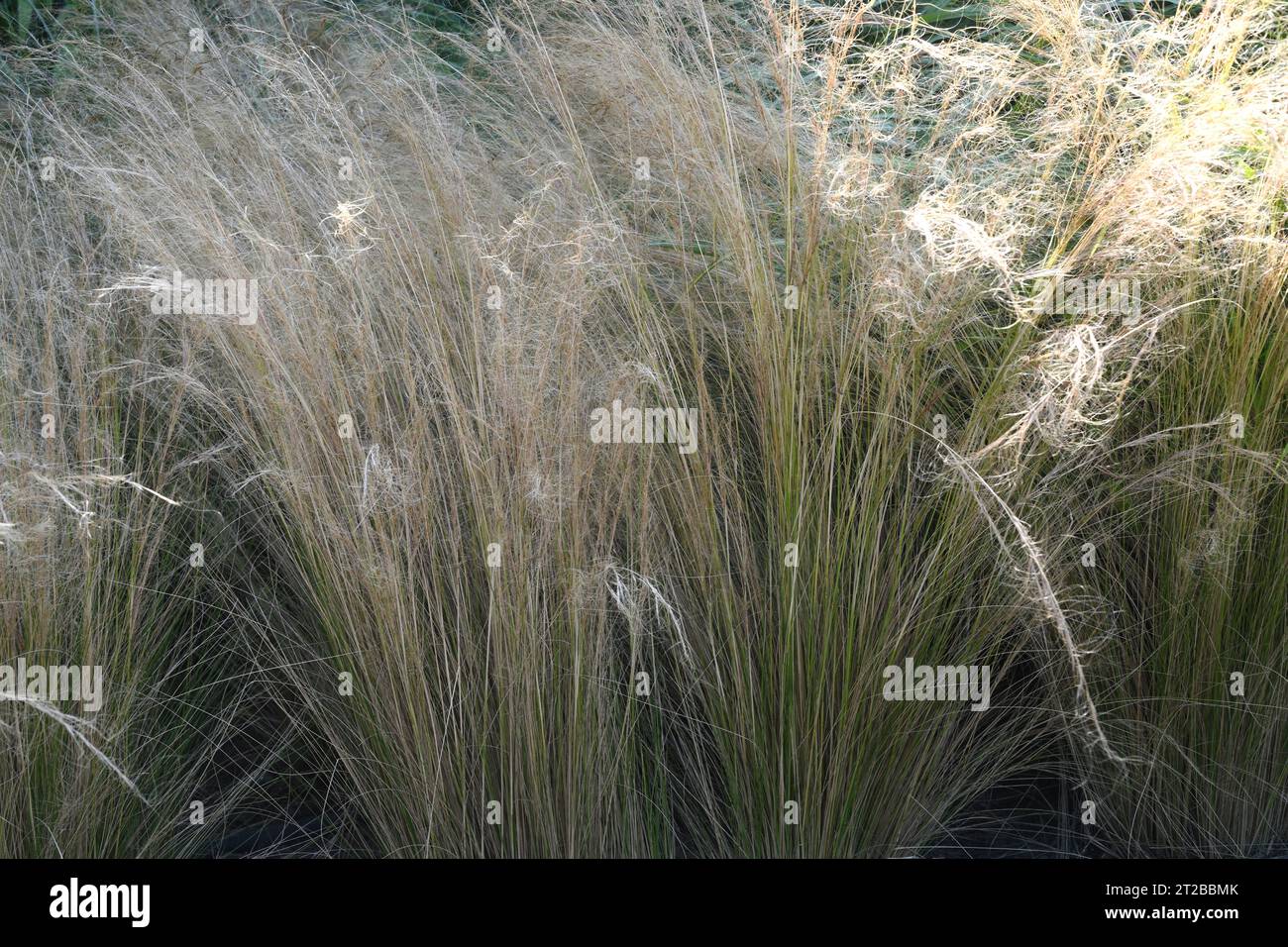 Argentine needle-grass or Mexican feathergrass (Nassella tenuissima) is a perennial herb native of Argentine and naturalized in North America. Stock Photo