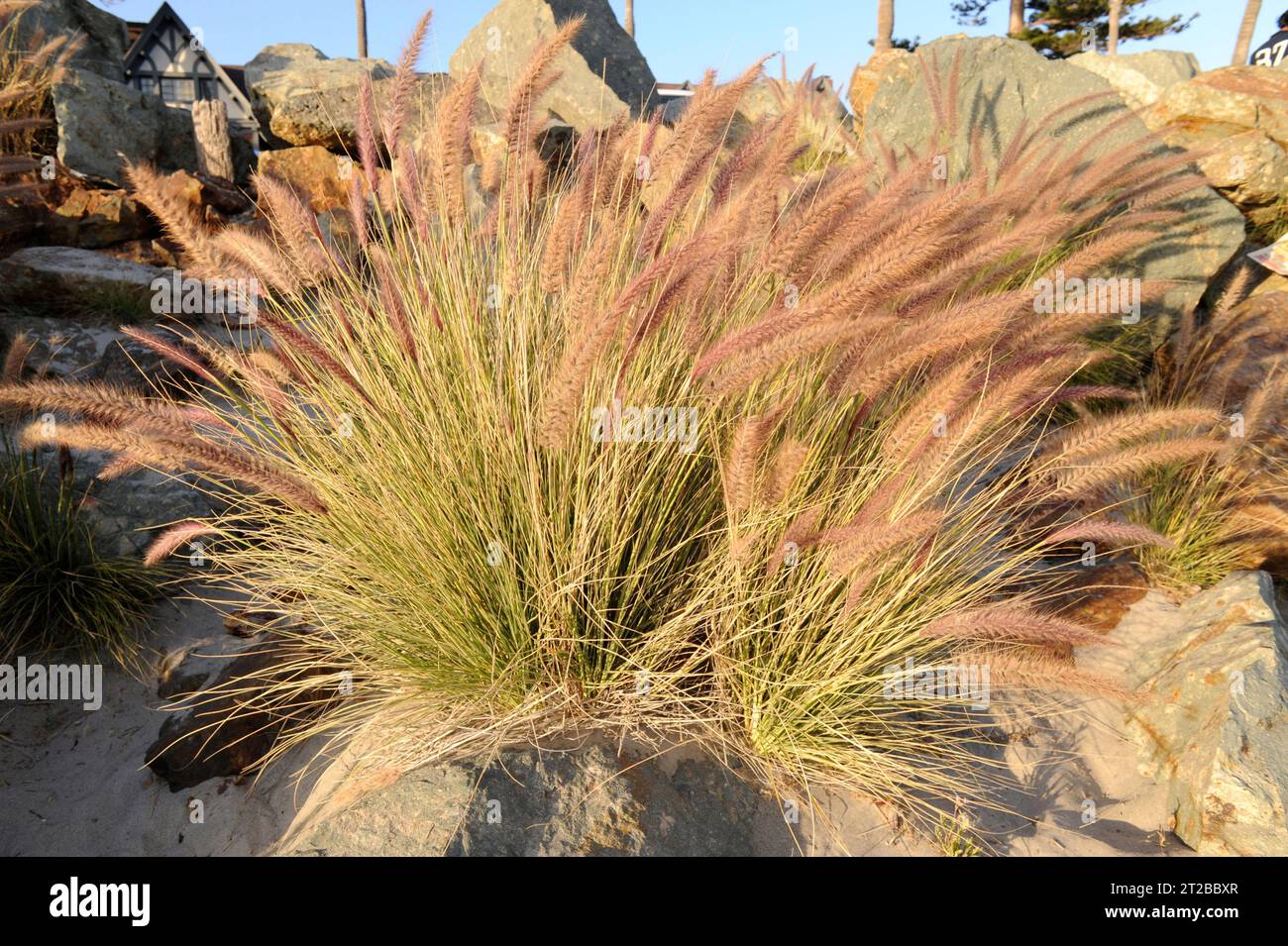 Crimson fountaingrass (Pennisetum setaceum)  is a perennial herb native to eastern Africa and naturalized in California. This photo was taken in San D Stock Photo