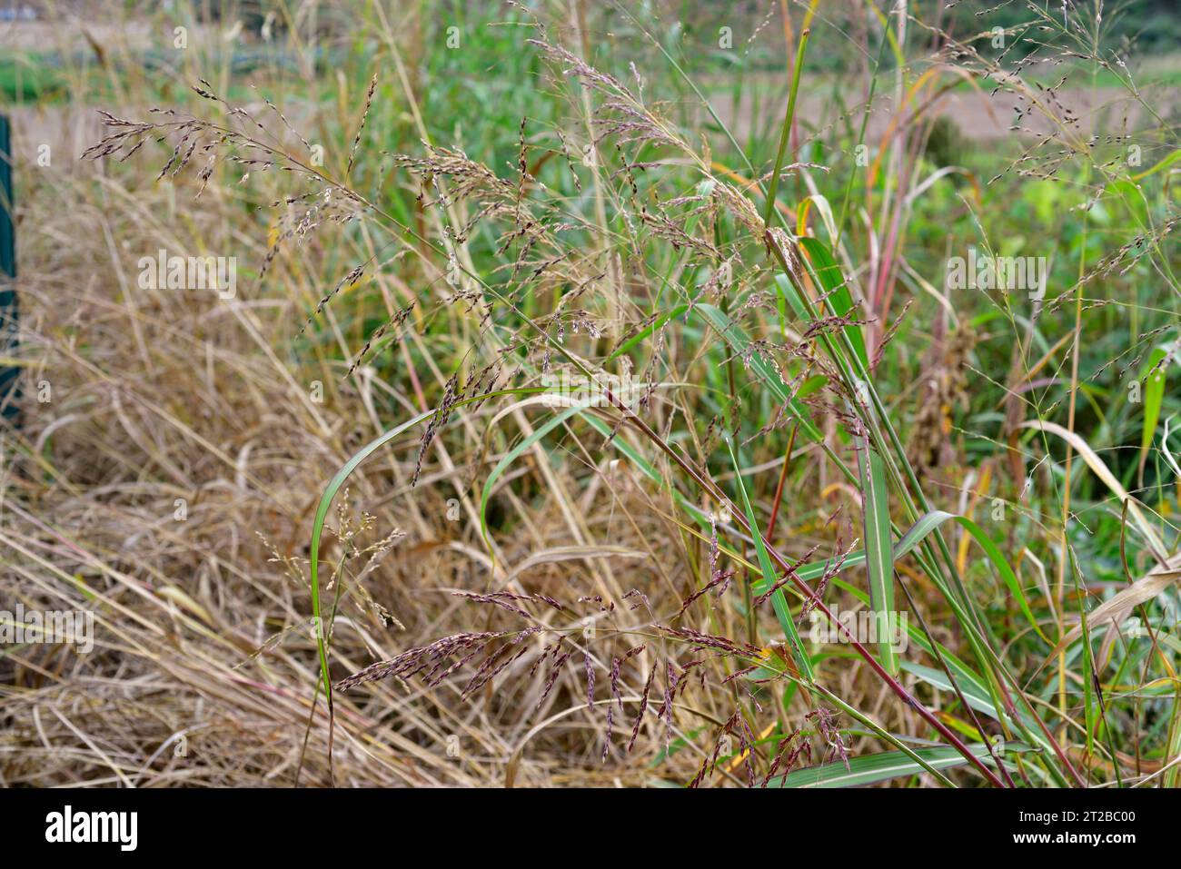 Elaphant grass or ravennagrass (Saccharum ravennae or Trpidium ravennae) is a perennial herb native to Mediterranean Basin and introduced in North Ame Stock Photo