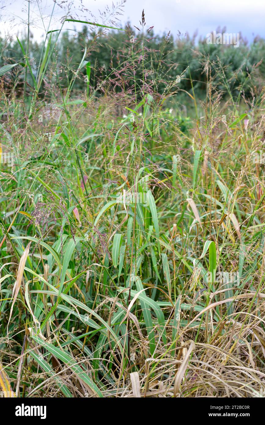 Elaphant grass or ravennagrass (Saccharum ravennae or Tripidium ravennae) is a perennial herb native to Mediterranean Basin and introduced in North Am Stock Photo