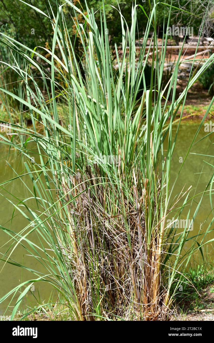 Elaphant grass or ravennagrass (Saccharum ravennae or Tripidium ravennae) is a perennial herb native to Mediterranean Basin and introduced in North Am Stock Photo