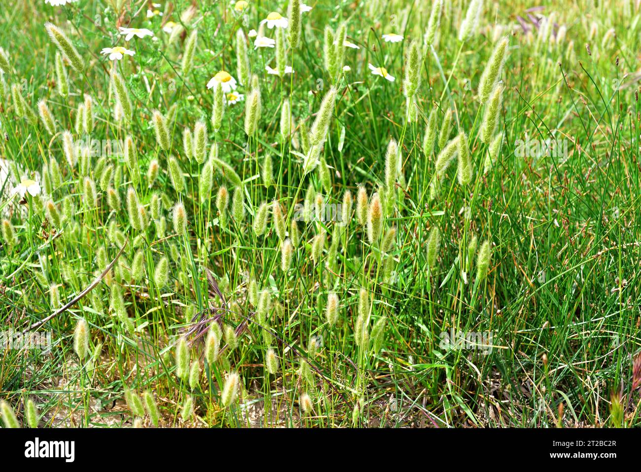 Green foxtail (Setaria viridis) is an annual herb native to Eurasia. This photo was taken in Ballobar, Huesca, Aragon, Spain. Stock Photo
