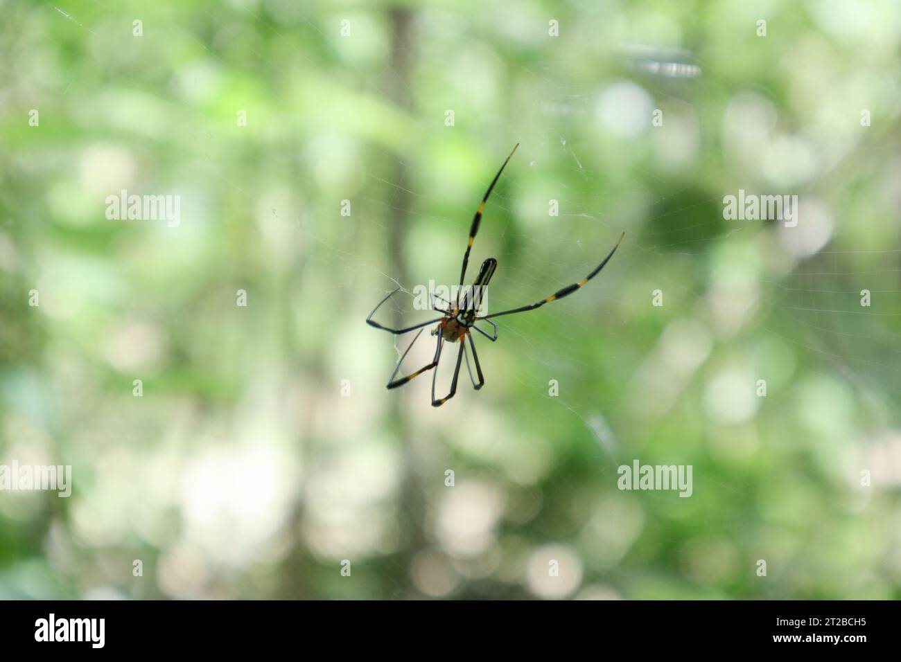 View from behind of a Giant golden orb weaver spider catching a flying insect in soft focus Stock Photo