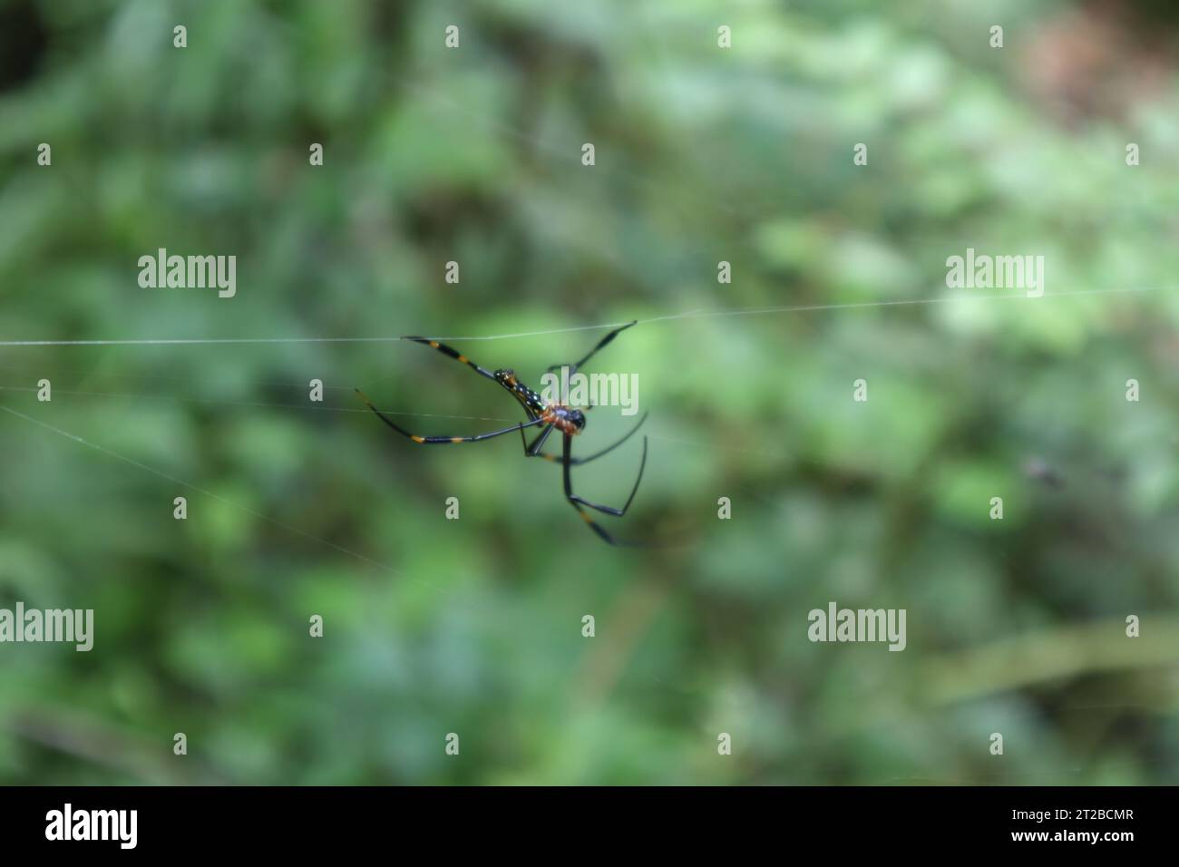 Side view of a female giant golden orb weaver spider is walking on the horizontal silky lines on the edge of the spider web Stock Photo
