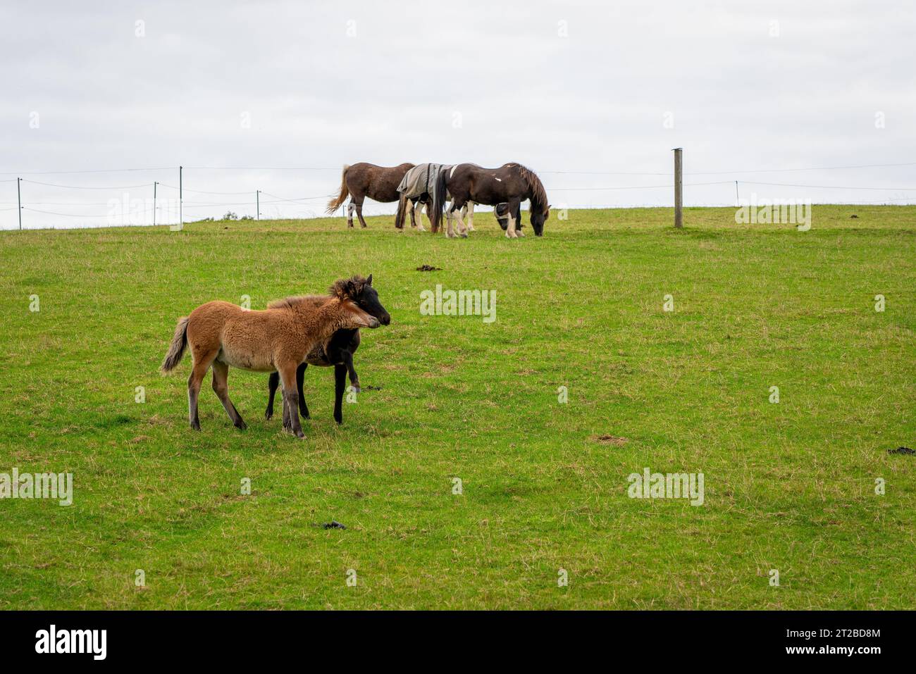 Horses grazing in the horse pasture. Stock Photo