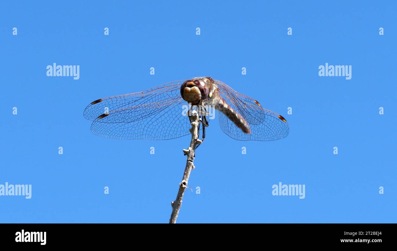 Large Dragonfly Stock Photo